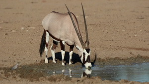 羚羊在饮水在卡拉哈里沙漠19秒视频