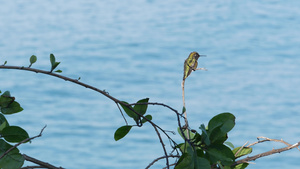 树叶间的小蜂鸟和太平洋水16秒视频