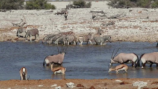 一个水坑etosha国家公园的非洲野生动物视频