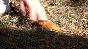 女人的人触碰野外蘑菇15秒视频