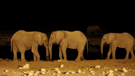 晚上非洲大象在水坑里视频