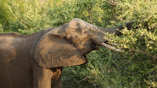 供养非洲大象视频