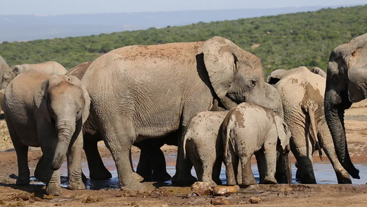 水坑的非洲大象视频