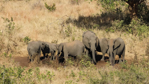 非洲大象饮用水Kruger国家公园17秒视频