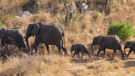 非洲大象走在横线上Kruger国家公园视频