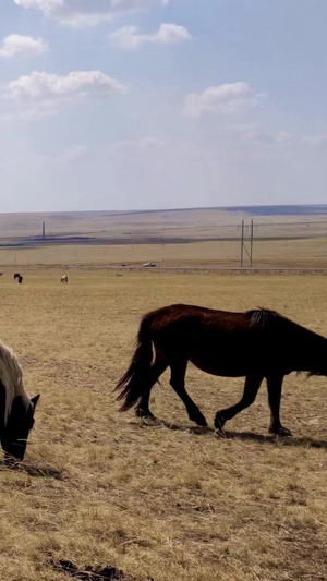 拍摄广阔的内蒙古大草原以及草原上的马群鄂尔多斯84秒视频