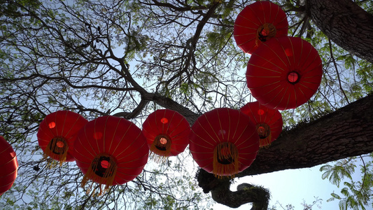 中国灯笼挂在背太阳的树上视频