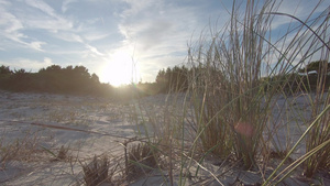 日落时在海边沙滩逆光下的草木17秒视频