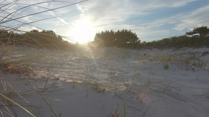 日落时在海边沙滩逆光下的草木8秒视频