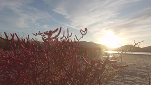 在童话般的日落风景中一株盐角草红色植物32秒视频