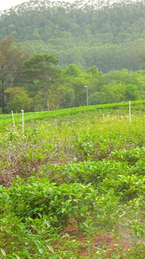 51劳动人民茶农浇水植物26秒视频