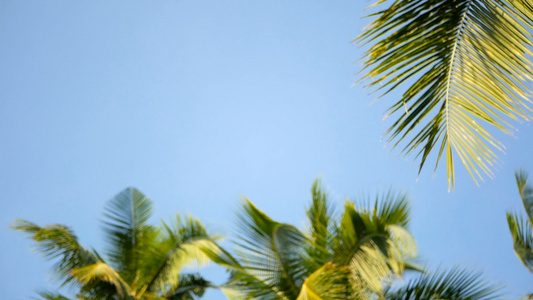 棕榈椰子树冠与蓝色阳光晴朗的天空视角对比视频