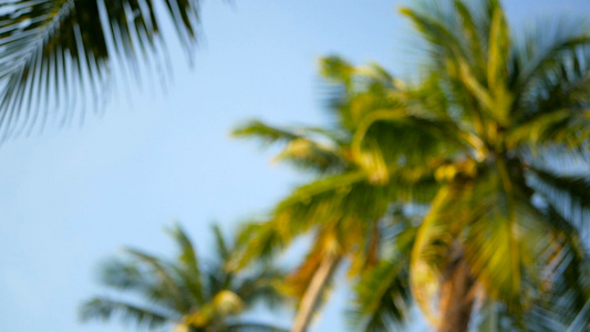 棕榈椰子树冠与蓝色阳光晴朗的天空视角对比视频