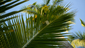 棕榈椰子树15秒视频