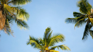 棕榈椰子树冠与蓝色阳光晴朗的天空视角对比19秒视频