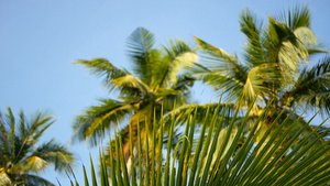 棕榈椰子树冠与蓝色阳光晴朗的天空视角对比26秒视频