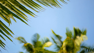 棕榈椰子树冠与蓝色的天空20秒视频