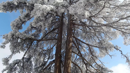 安徽黄山冬季雪景雾凇雪松迎客松风光视频