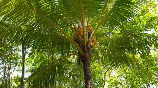 海南黄金椰子树实拍合集4K视频