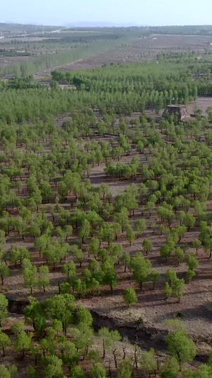 航拍绿色茂密的胡杨林沙漠植树128秒视频