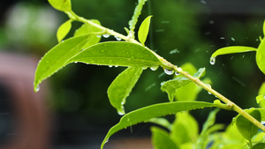 白天在绿叶上下着雨自然界的新鲜美景23秒视频