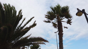 棕榈树在风中摇摆14秒视频