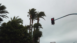棕榈树在风中摇摆20秒视频