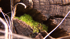割断原木的裂缝中生长苔藓15秒视频