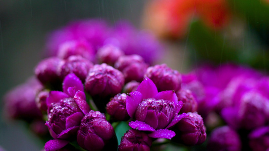 微距春雨雨水沾着花朵视频