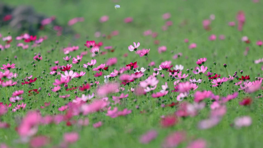 春天花朵和蝴蝶4K视频视频