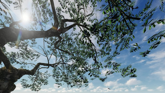 树枝树本底有美丽的蓝色天空视频
