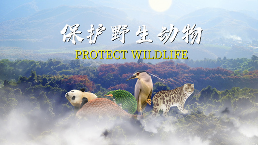 保护珍稀野生动物文字片头视频