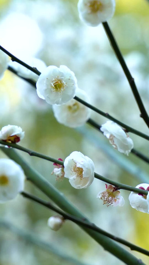 梅花腊梅白梅梅园梅花盛开15秒视频