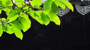 4k下雨天的树叶和屋檐17秒视频