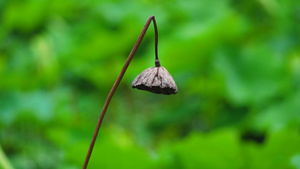 4k雨后的干枯莲蓬9秒视频