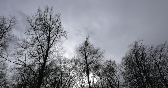 白树圆影和灰色云天在时间流逝时视频
