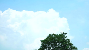 蓝色天空白云移动在树顶时间间隔11秒视频
