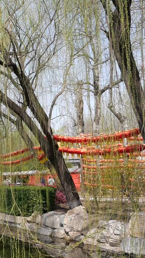 春天湖边杨柳依依都风景124秒视频