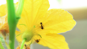 延时黄瓜花朵上的蚂蚁28秒视频