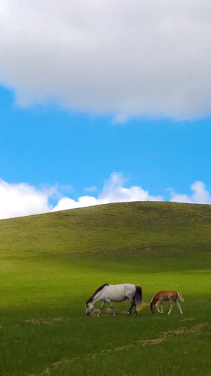 拍摄内蒙古美丽草原上悠闲吃草的马匹马群锡林郭勒25秒视频