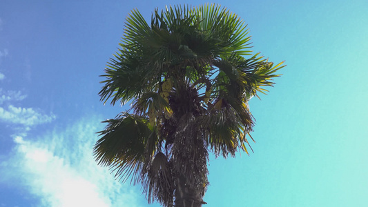 棕榈树蓝蓝天空视频