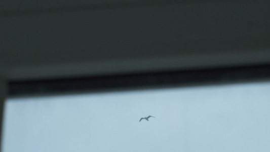 海鸥群在天上飞翔视频