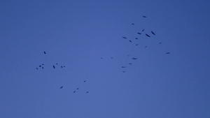 鸟群在黄昏的天空中飞翔8秒视频
