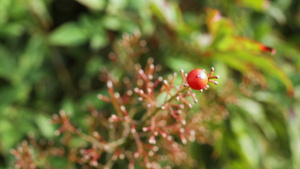 圣竹的红莓9秒视频
