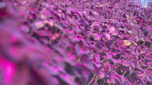 春天紫色叶子植物22秒视频