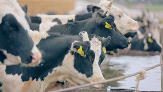 奶牛农场饮用水视频