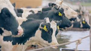 奶牛农场饮用水20秒视频