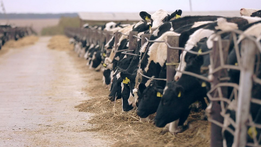 牛在农场、奶工厂农业场牛放牧视频