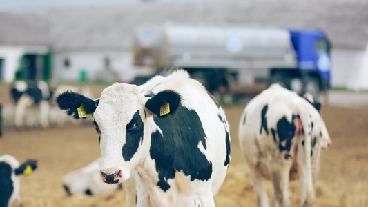 牛在牧场上放牛在奶农场放牧视频
