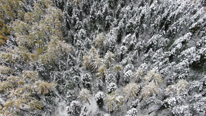 航拍雪中的树林视频55秒视频